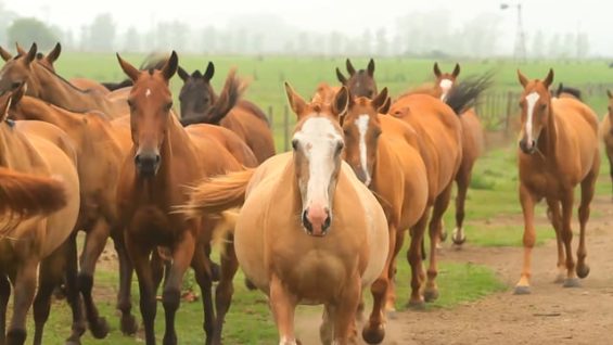 La Alegria – Lobos