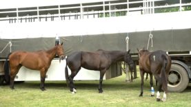 New Zealand vs India Highlights