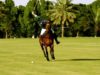 Polo News 15 (English)