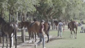 Q&A – Ayala Polo Club (English)