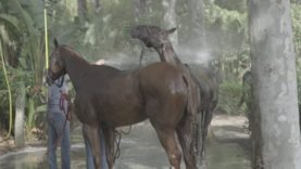 Q&A – Jejo Taranco