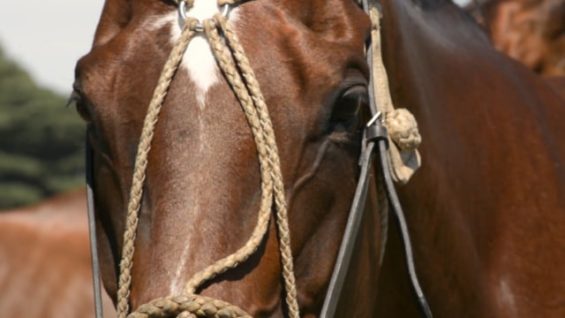 Hurlingham Open 2018 – La Dolfina vs Las Monjitas