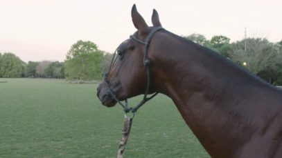 La Albertina Abu Dhabi – Horses