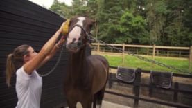 Helen Cruden – The Love for Horses and Photography