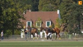 Patrick Maleitzke – Schokemole Polo Team