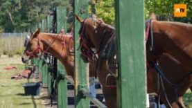 Sowiniec Polo Cup 2020 – Berlinosos