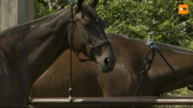 Rixförder High Goal Cup – Highlights Day 1