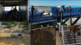 Richard Mille AlUla Desert Polo 2022 – Day 1