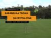Garangula 16 Goal Spring Tournament – Ellerston Pink v Garangula Troika