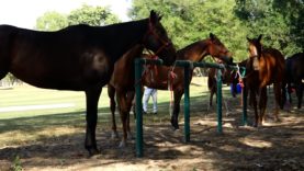 2023 THAI POLO OPEN 22BR VS HANUMAN 19-01-23.mp4