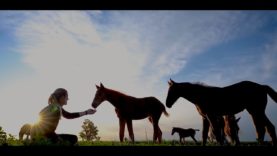 EQUINE WELFARE BY AACCP