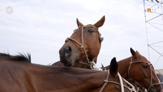 Singureni Manor 2025 – Highlights Day 1