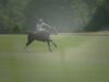 St. Regis Cowdray Gold Cup 2026 – Jehangiri vs Signet – Highlights